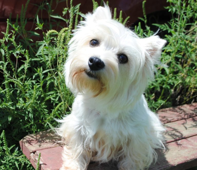 Adult West Highland White Terrier For Sale Illinois DreamCatcher