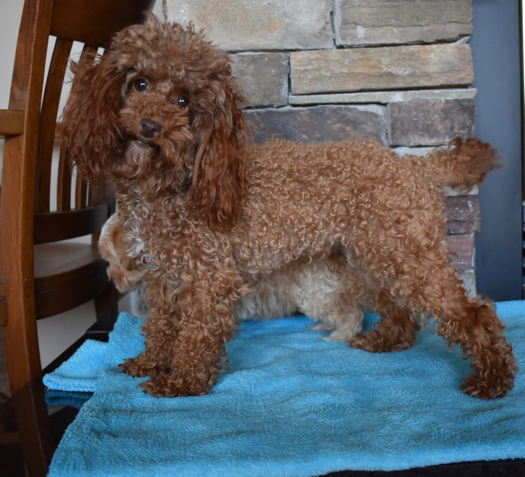 Akc Miniature Toy Poodles For Sale Il Dreamcatcher Hill Puppies