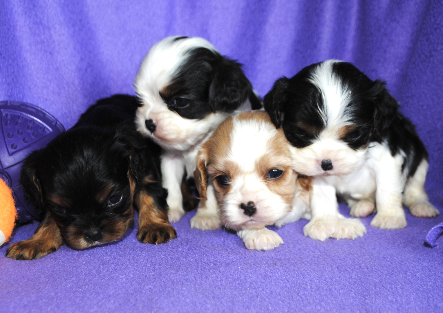 AKC Cavalier King Charles Puppies For Sale in IL | DreamCatcher Hill ...