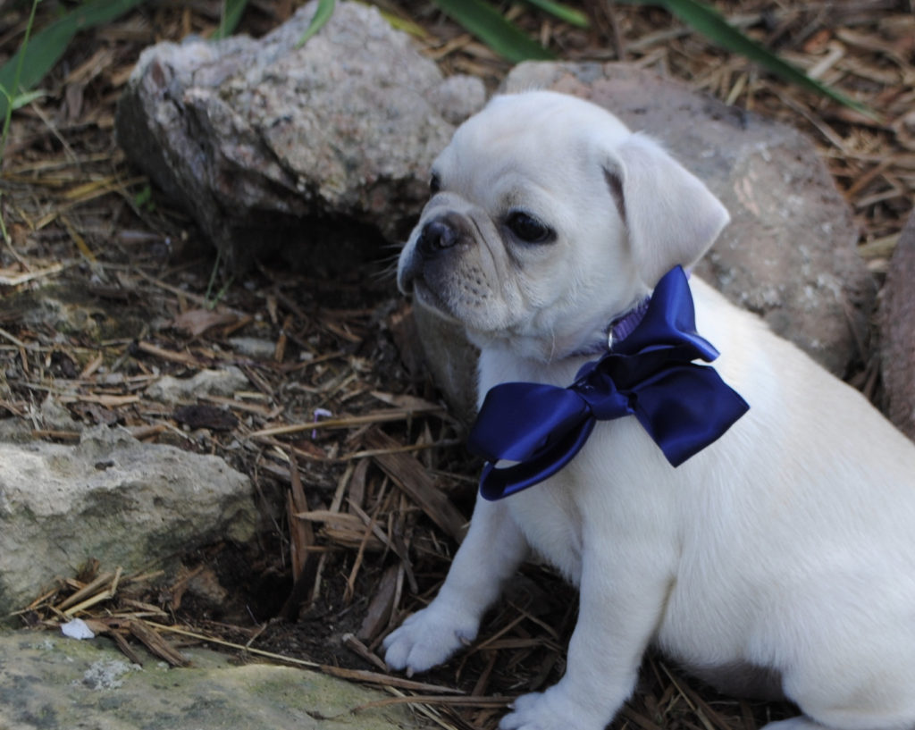 AKC Pug Puppies for Sale in Illinois DreamCatcher Hill Puppies and Rescue