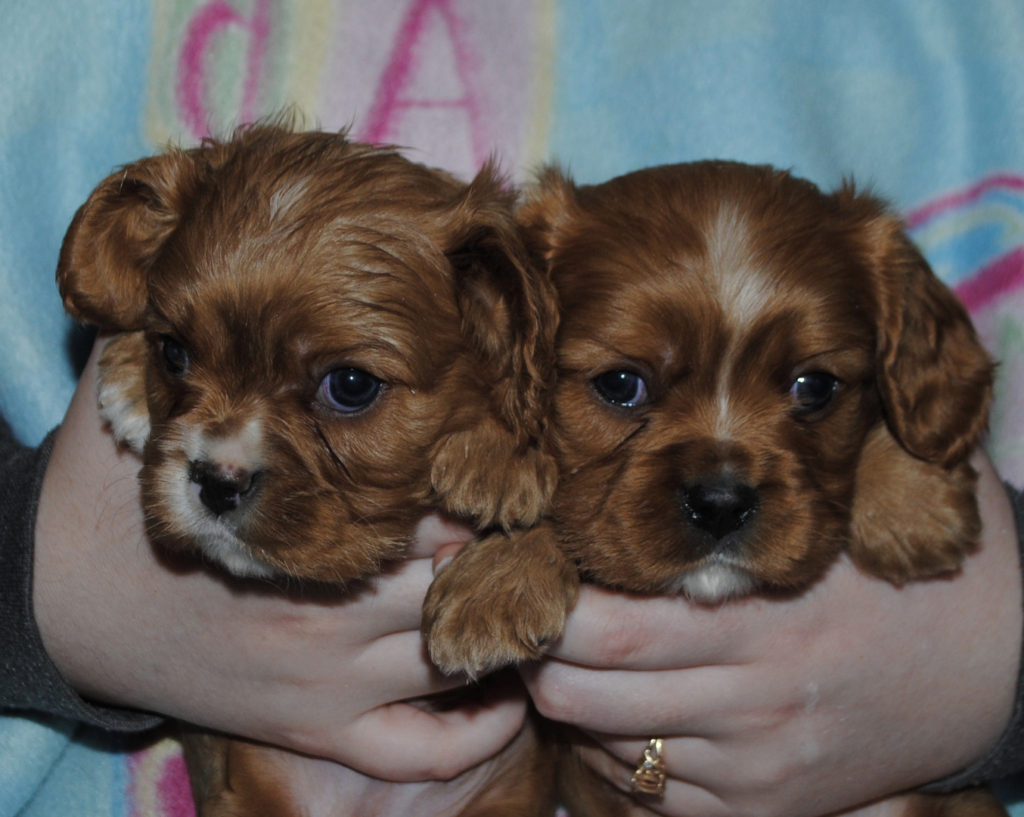 AKC Cavalier King Charles Puppies For Sale in IL | DreamCatcher Hill ...