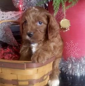 cavapoo cavoodle bubba sired