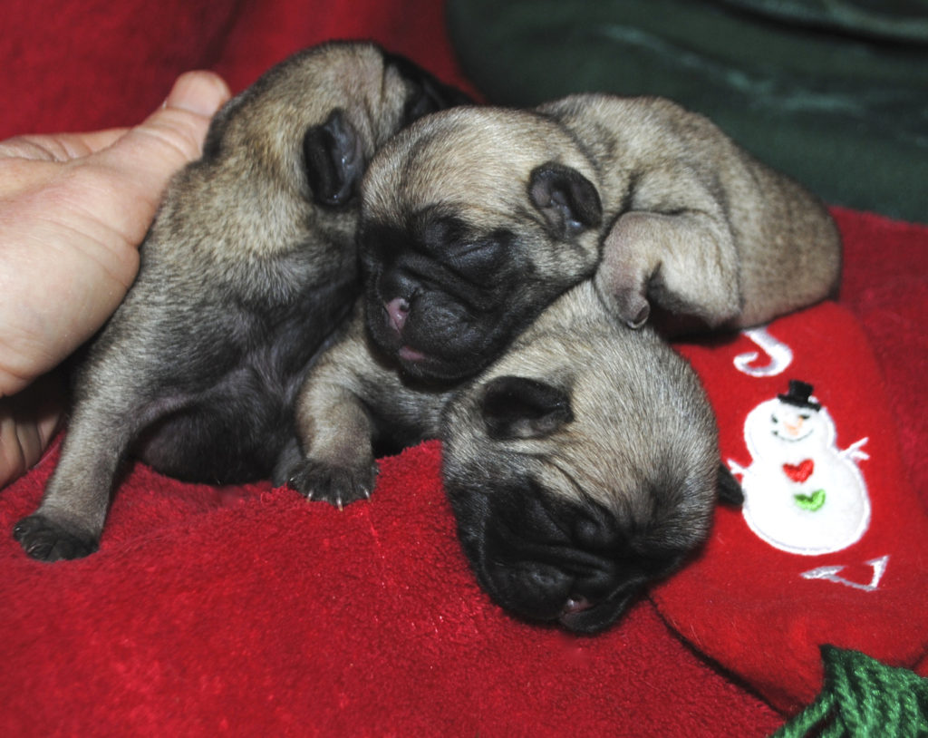 AKC Pug Puppies for Sale in Illinois DreamCatcher Hill Puppies and Rescue