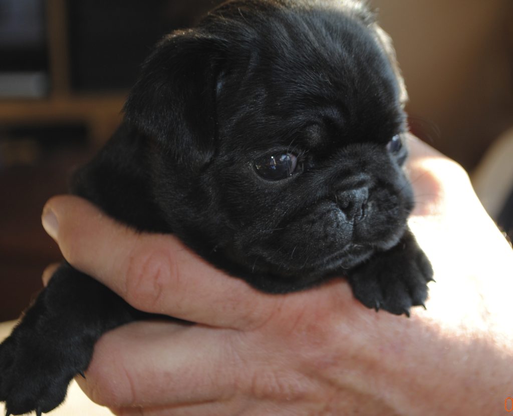 AKC Pug Puppies for Sale in Illinois DreamCatcher Hill Puppies and Rescue