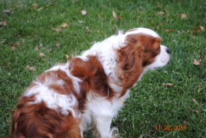 Cavalier King Charles Spaniel Adults for Sale - IL