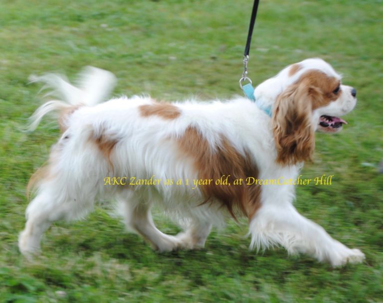 Cavalier King Charles Spaniel Adults for Sale - IL | DreamCatcher Hill ...