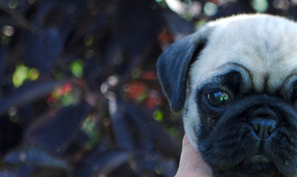 AKC Pug Puppies for Sale in Illinois DreamCatcher Hill Puppies and Rescue
