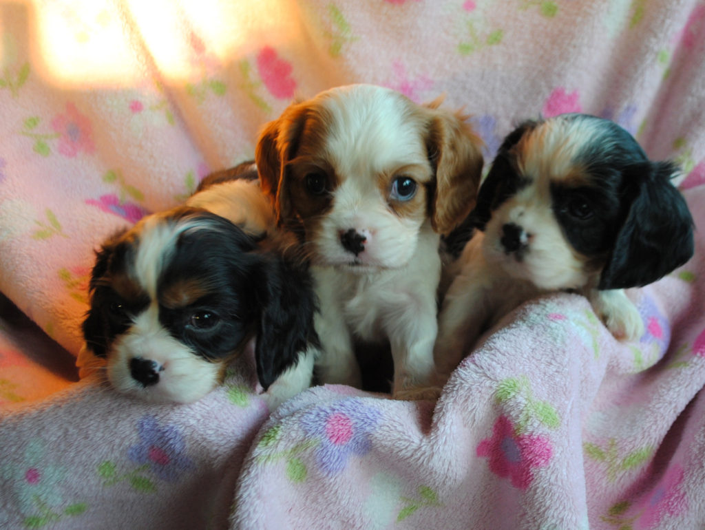 AKC Cavalier King Charles Puppies For Sale in IL | DreamCatcher Hill ...