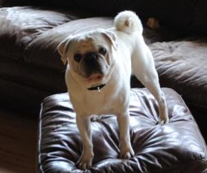 White Pug standing on couch