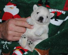 AKC Certified West Highland Puppies in IL
