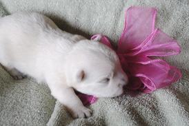 West Highland White Terrier Puppies for Sale in IL