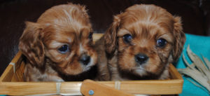 English Bulldog Puppies in Illinois