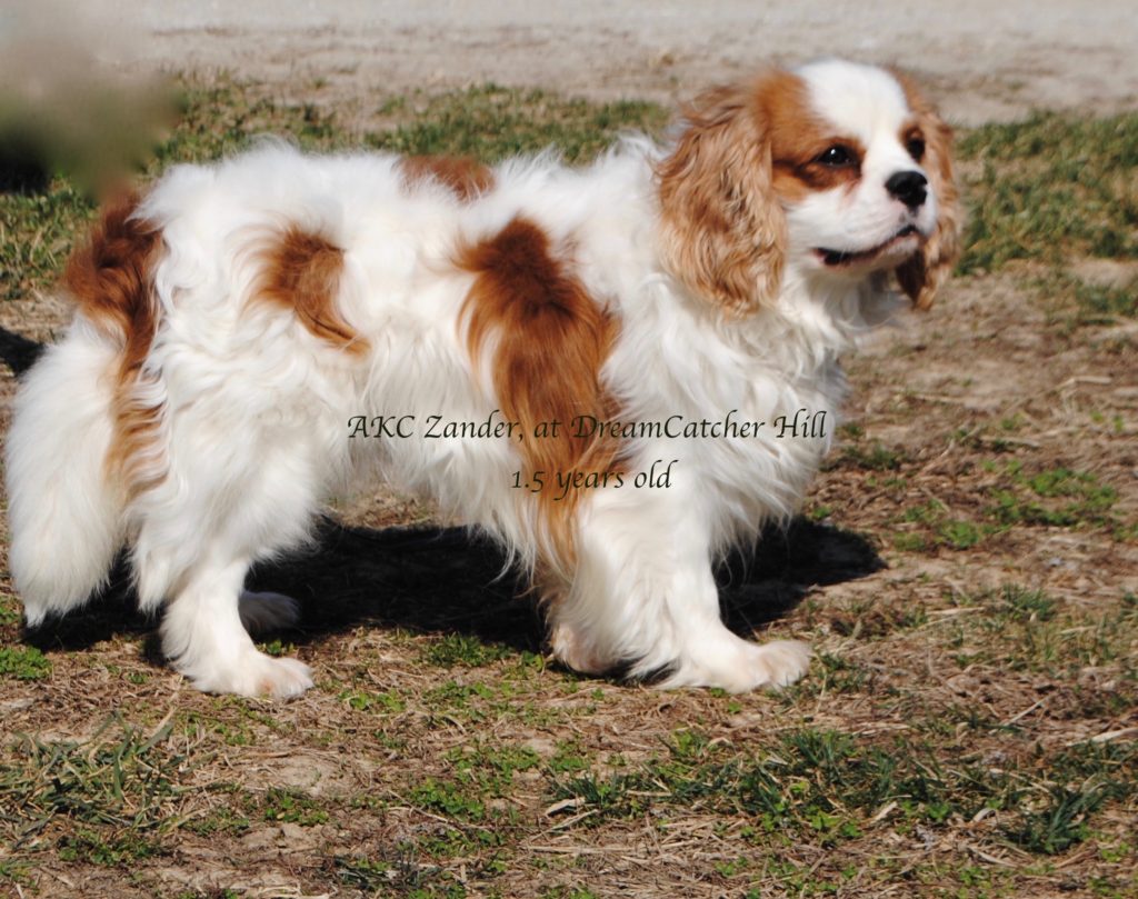 king charles cavalier adults