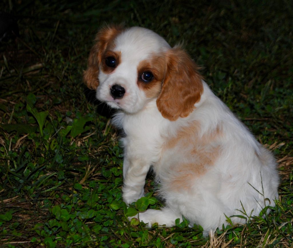 Cavalier King Charles Spaniel Adults for Sale - IL | DreamCatcher Hill ...