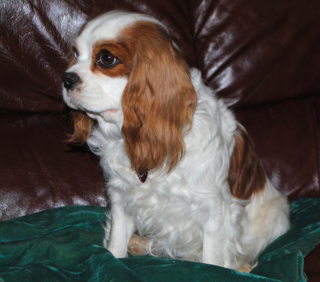 Cavalier King Charles Spaniel Adults for Sale IL