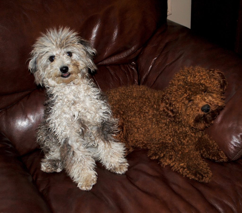 AKC Miniature & Toy Poodles for Sale - IL | DreamCatcher Hill Puppies ...