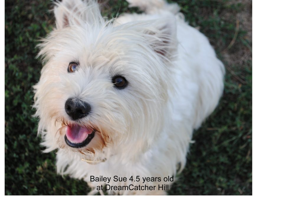 west highland terrier for sale near me west highland terrier for sale near me