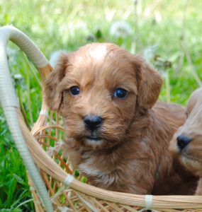 cavapoo laurelspuppies cavoodle sired bubba