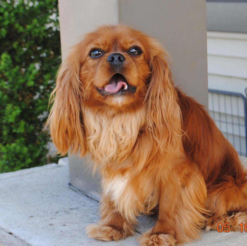 cavalier king charles spaniel rescue new jersey