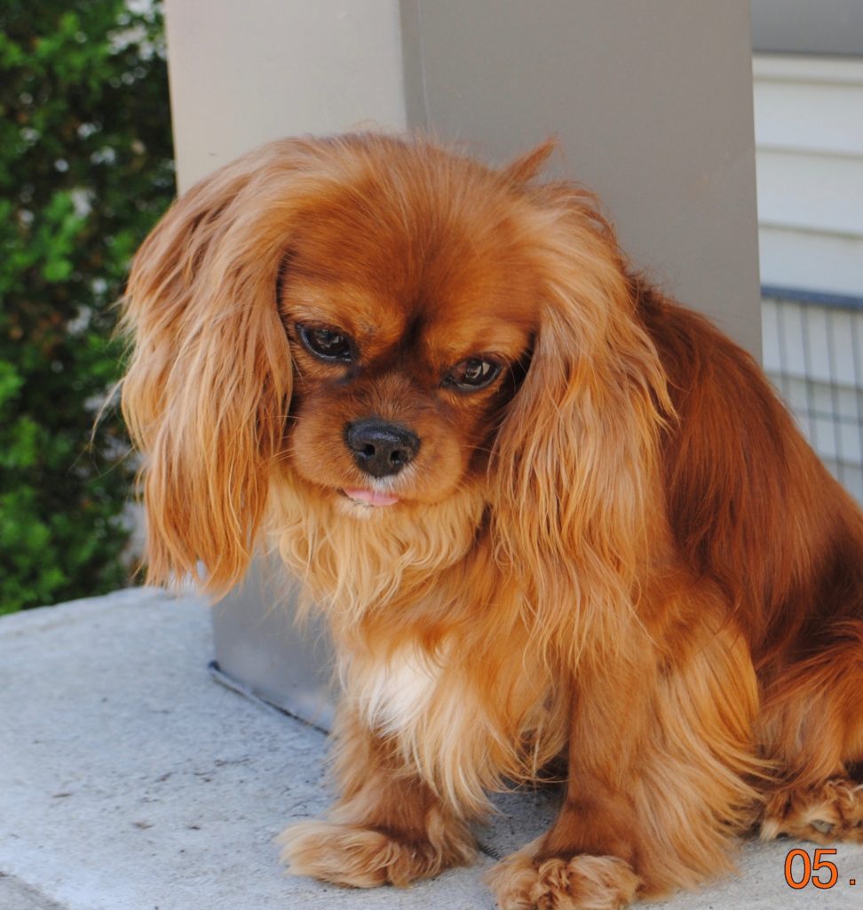 Cavalier King Charles Spaniel Adults For Sale Il Dreamcatcher Hill Puppies And Rescue