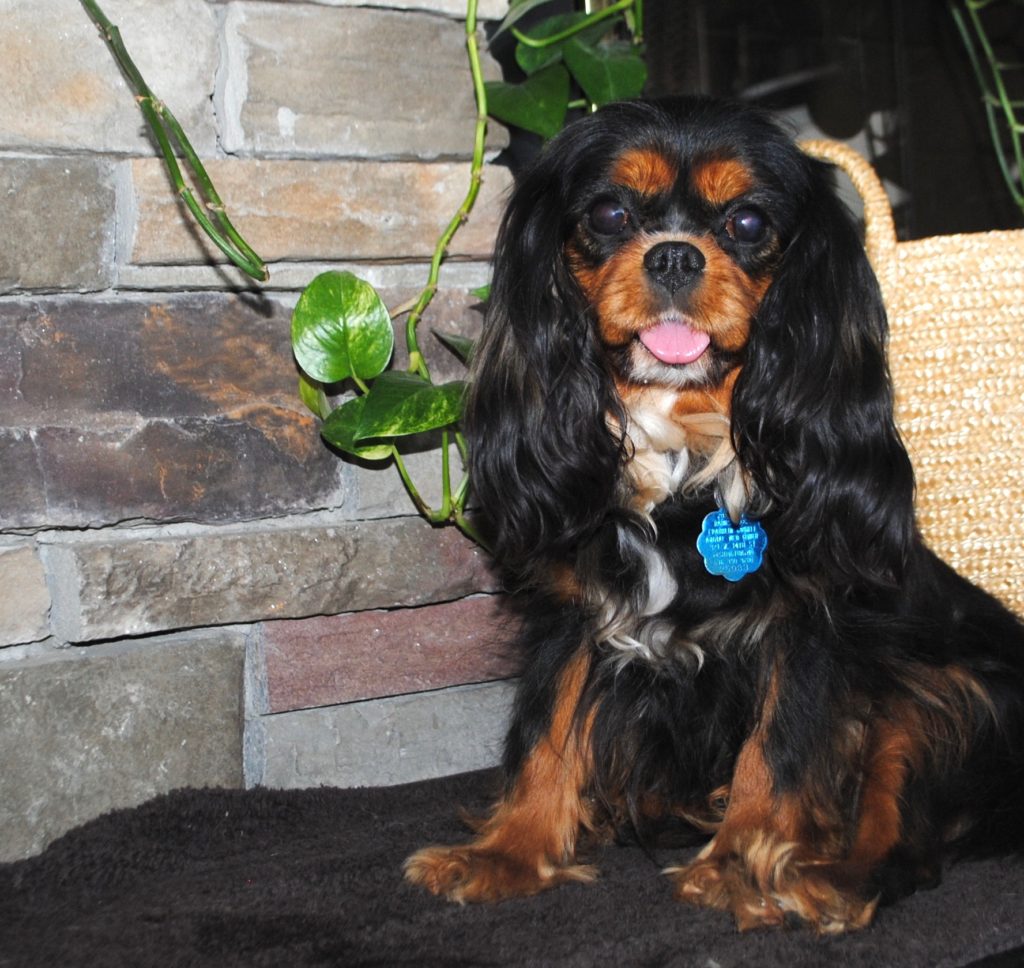 cavalier king charles spaniel rescue maryland