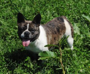 AKC Adult French Bulldogs for Sale - Illinois ...