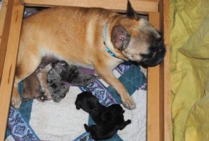 French Bulldog Puppies for Sale in IL