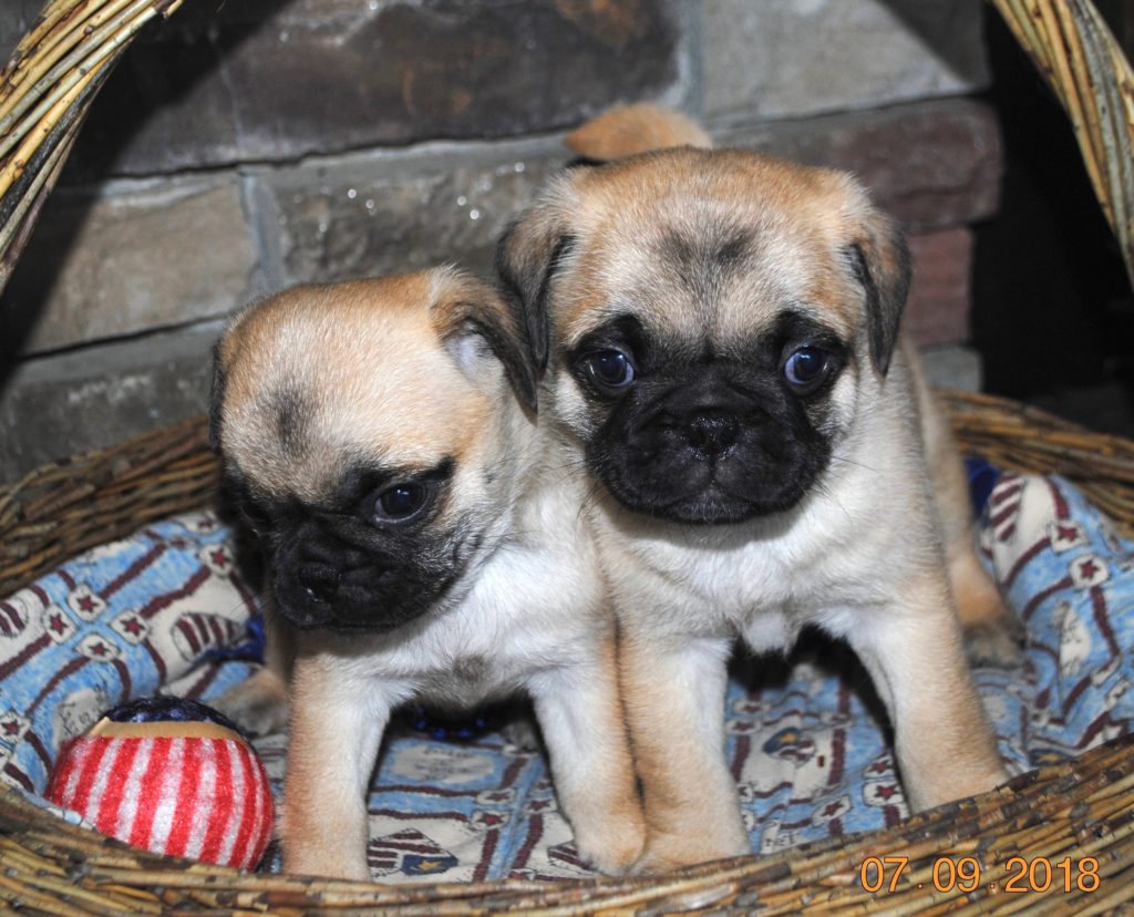AKC Pug Puppies for Sale in Illinois DreamCatcher Hill Puppies and Rescue