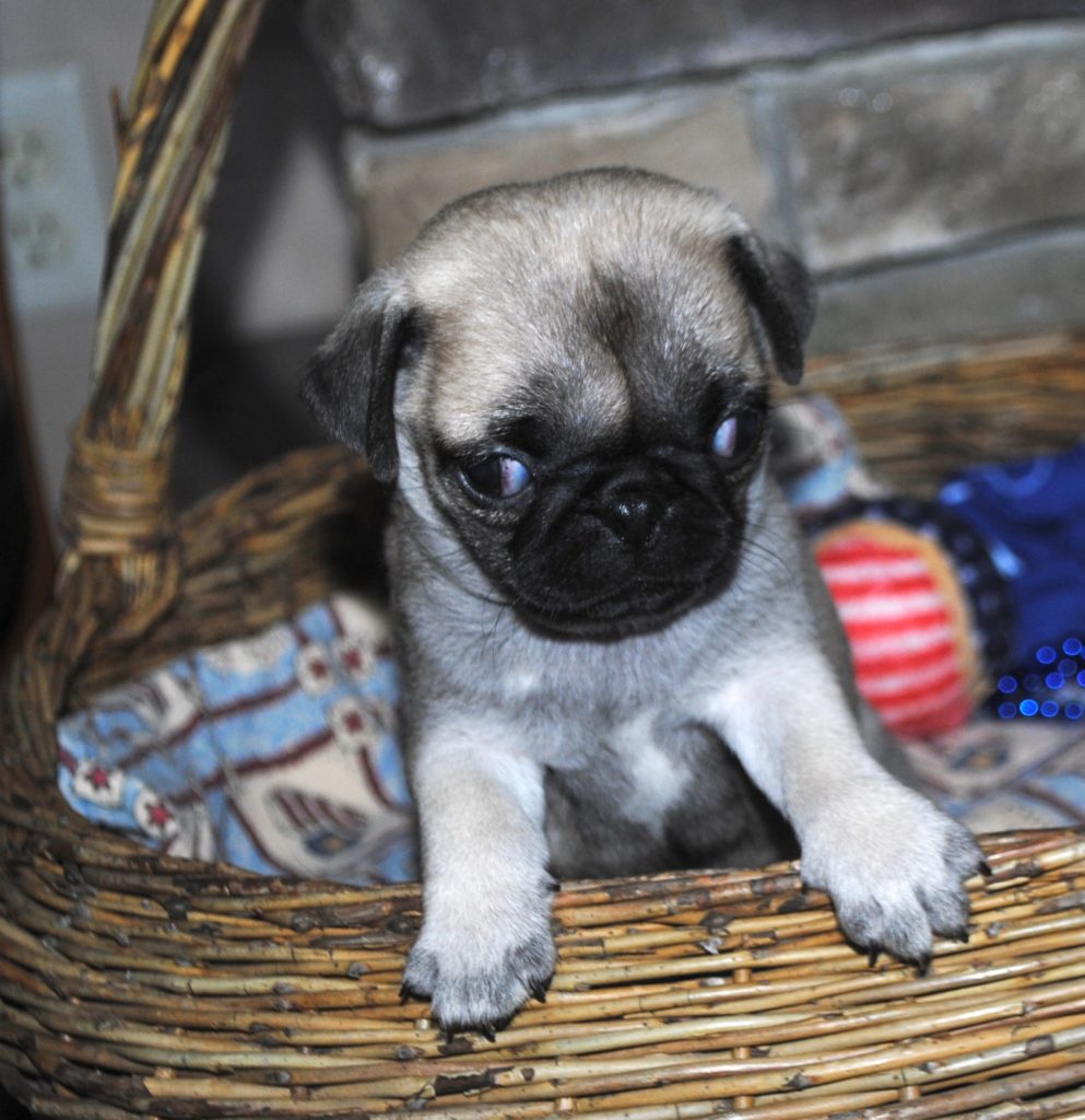 AKC Pug Puppies for Sale in Illinois DreamCatcher Hill Puppies and Rescue