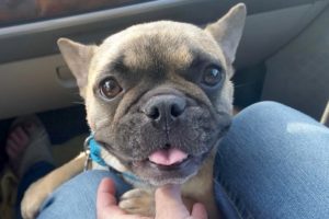 Frenchie Puppies for Sale in IL