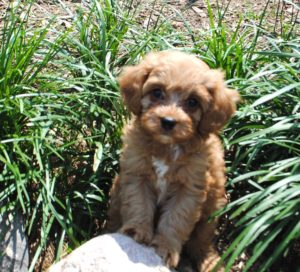 cavapoo cavoodle sired bubba