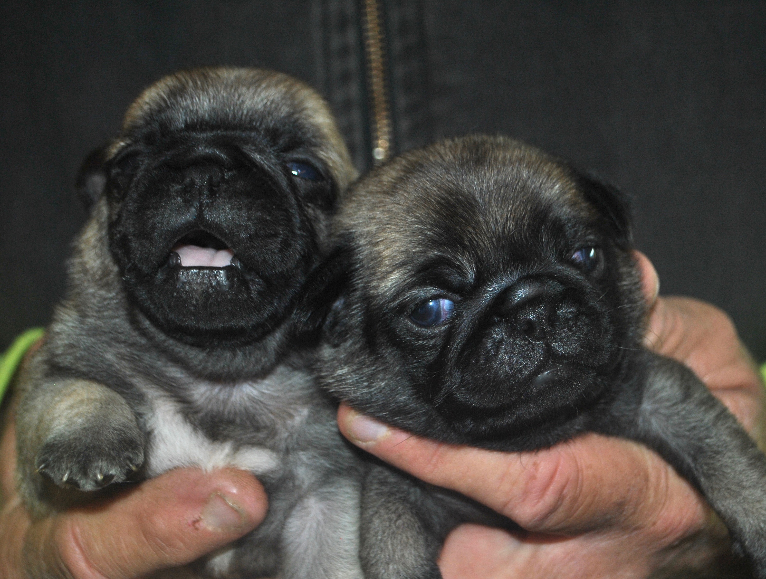 AKC Pug Puppies for Sale in IL DreamCatcher Hill Puppies and Rescue