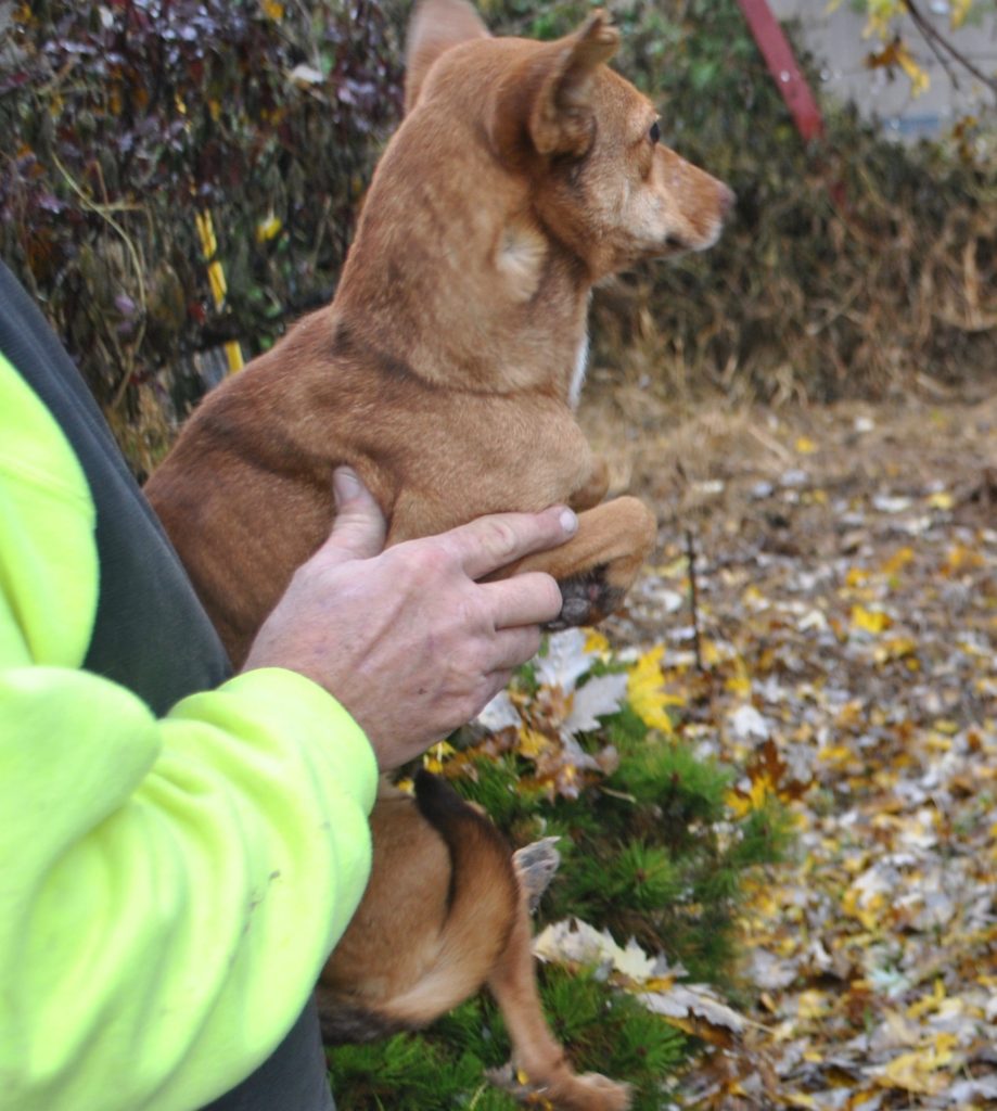 Rescue Puppies for Adoption in IL