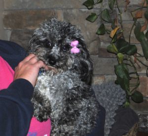 Akc Miniature Toy Poodles For Sale Il Dreamcatcher Hill Puppies And Rescue