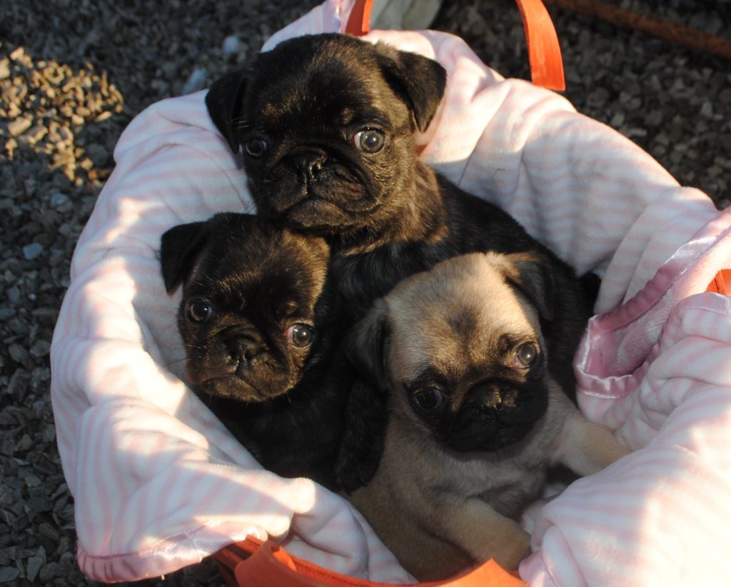 AKC Pug Puppies for Sale in Illinois DreamCatcher Hill Puppies and Rescue