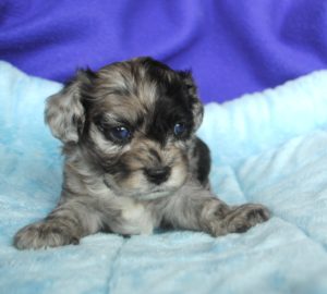 cavapoo blue merle