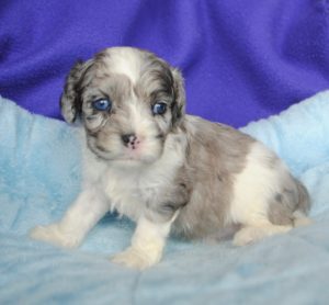 cavapoo blue merle