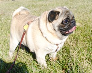 Happy Pug standing outside in grass
