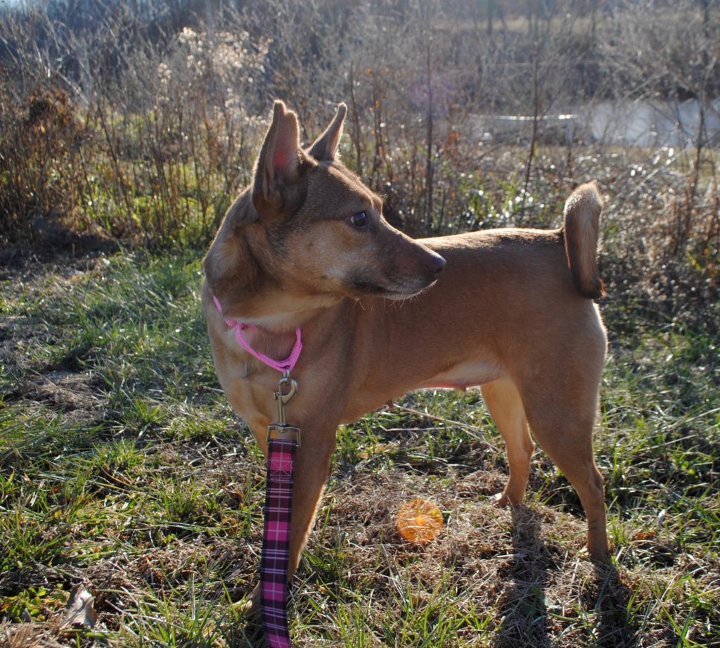 rescue dog adoption in IL