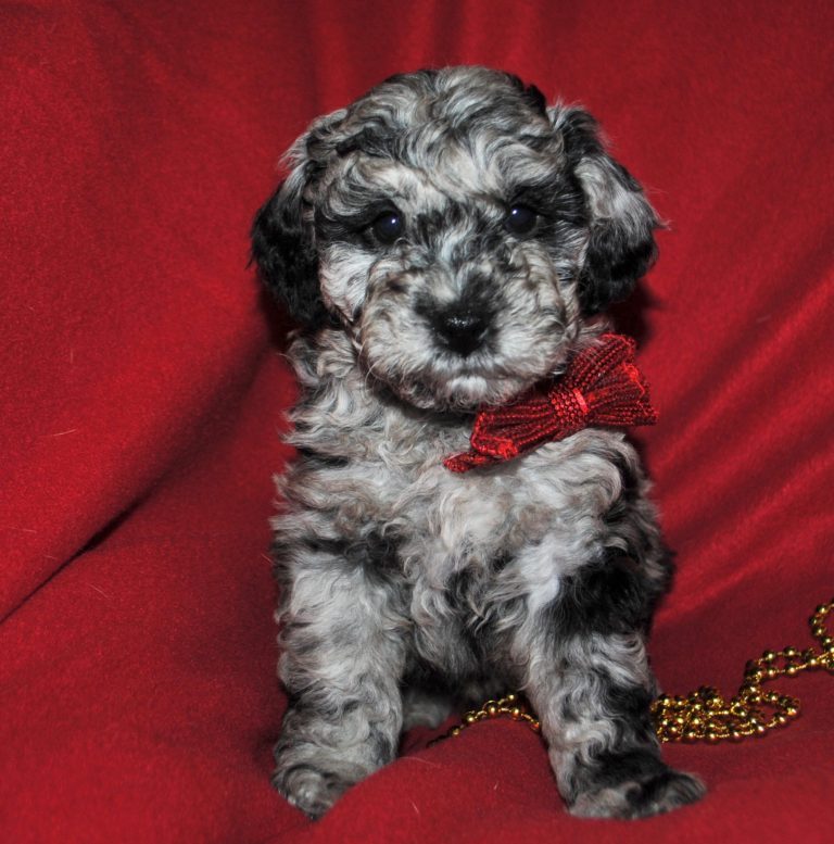 shichonpoo puppies for sale