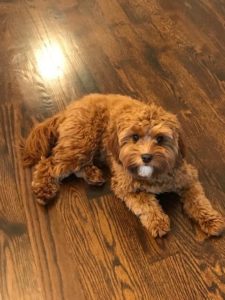 red and white cavapoo