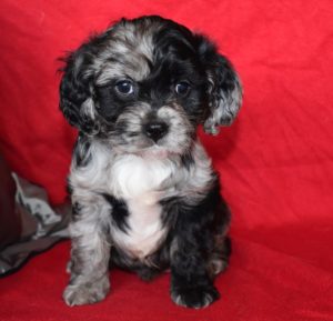 Puppy sitting on red blanket