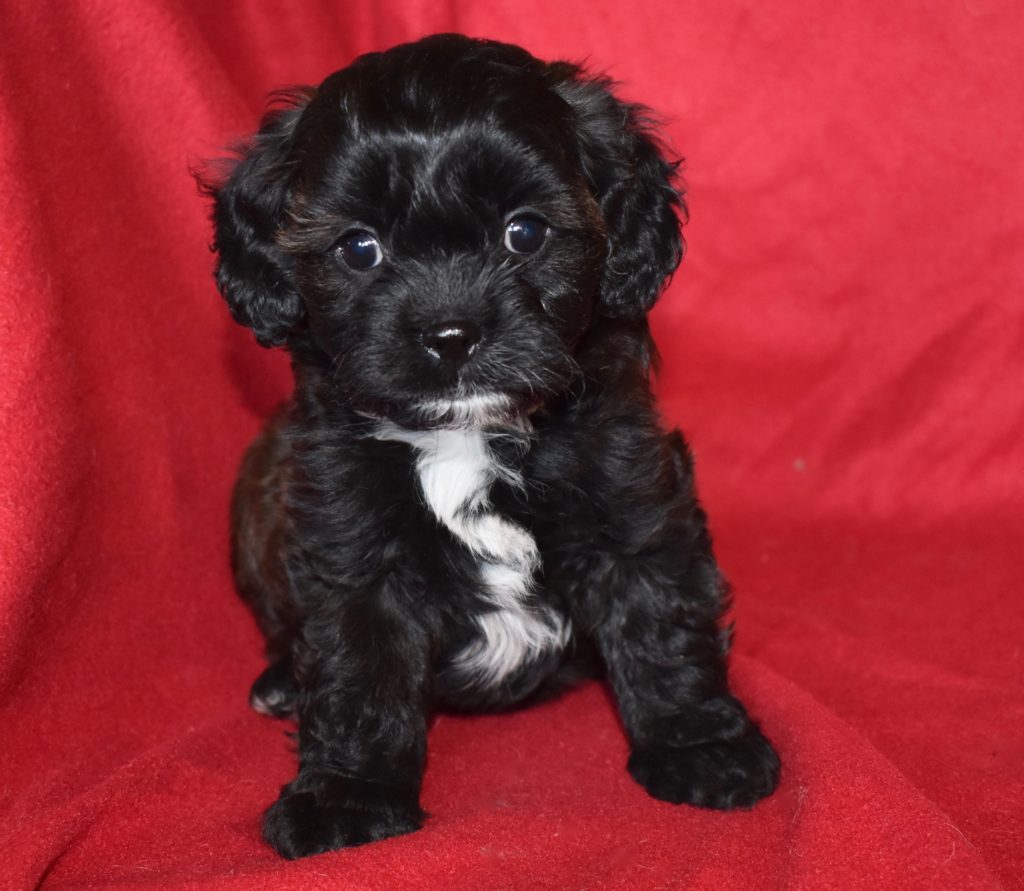 Cavapoo & Cavoodle Puppies for Sale in IL | DreamCatcher Hill Puppies