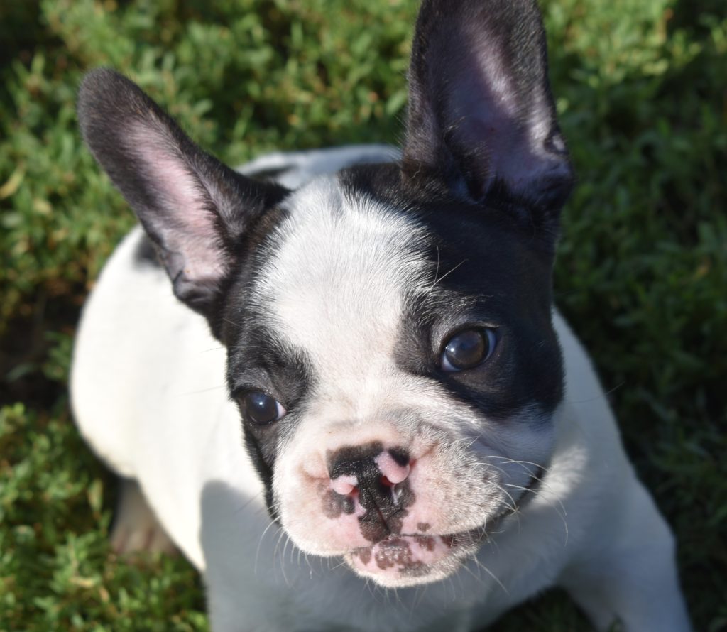 French Bulldog - Frenchie Puppies for Sale in IL | DreamCatcher Hill ...