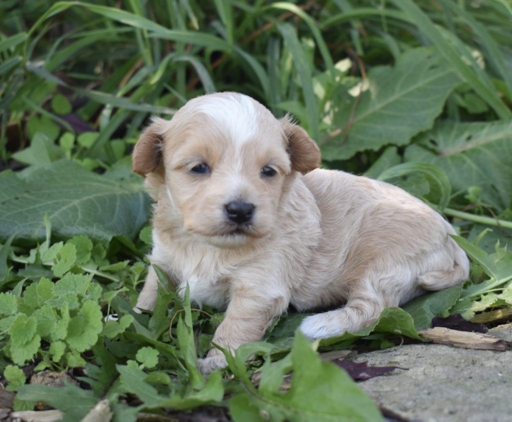 Hypoallergenic & Non Shedding Puppies for Sale Near Me