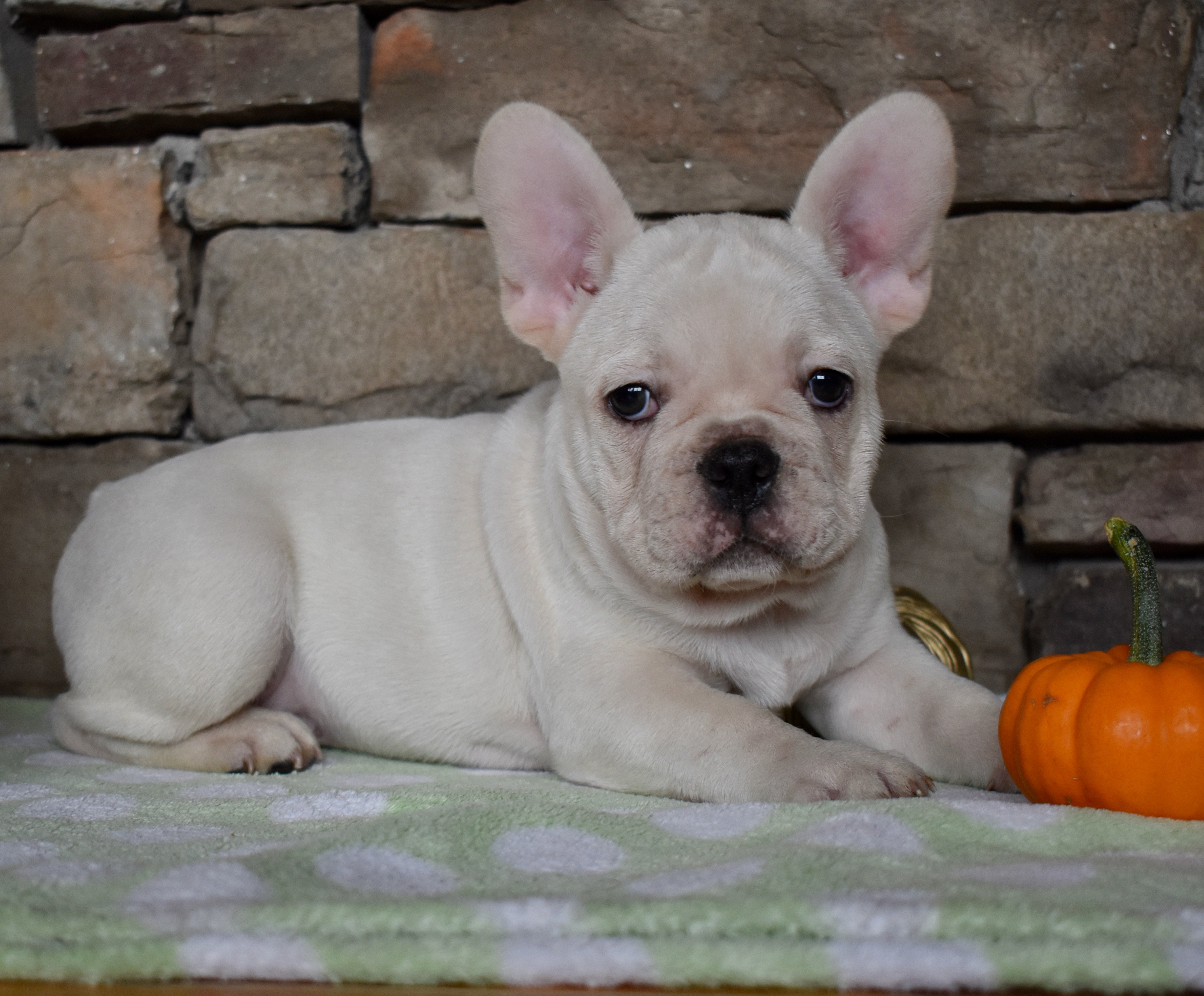 French English Bulldog Puppies From Local Breeder In Illinois Dreamcatcher Hill Puppies