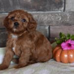 Red Cavapoo Puppy