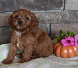 Red Cavapoo Puppy