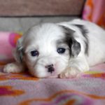 Cavapoo, Alice Blue, 3 weeks old. Cappuccino and Nellies daughter.  She is in a foster to adopt/guardianship home.  Now a mom of F1B puppies.