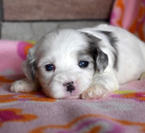 Cavapoo, Alice Blue, 3 weeks old. Cappuccino and Nellies daughter.  In fostr to adopt home, will be a furure mom of F1B puppies.